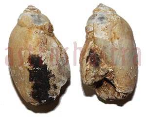 Heera Shankh 0226 34